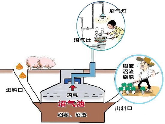 沼气发酵菌